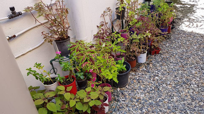 Having a lot of success with propegation