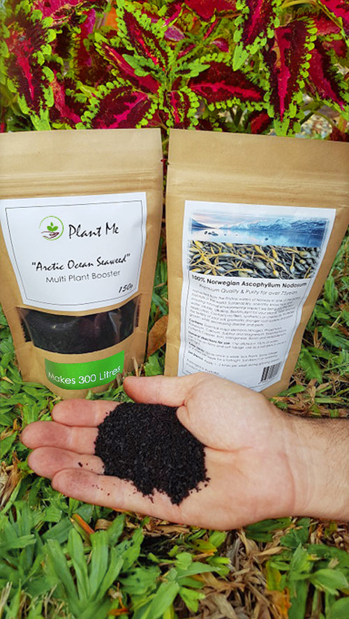 Arctic Ocean Seaweed